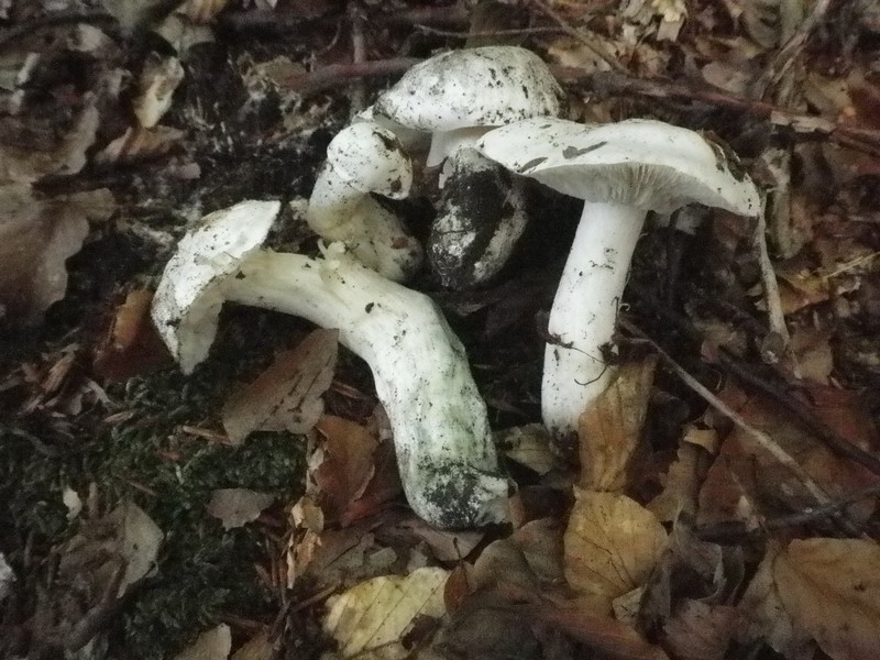 Un Tricoloma pardinum bello tosto !!